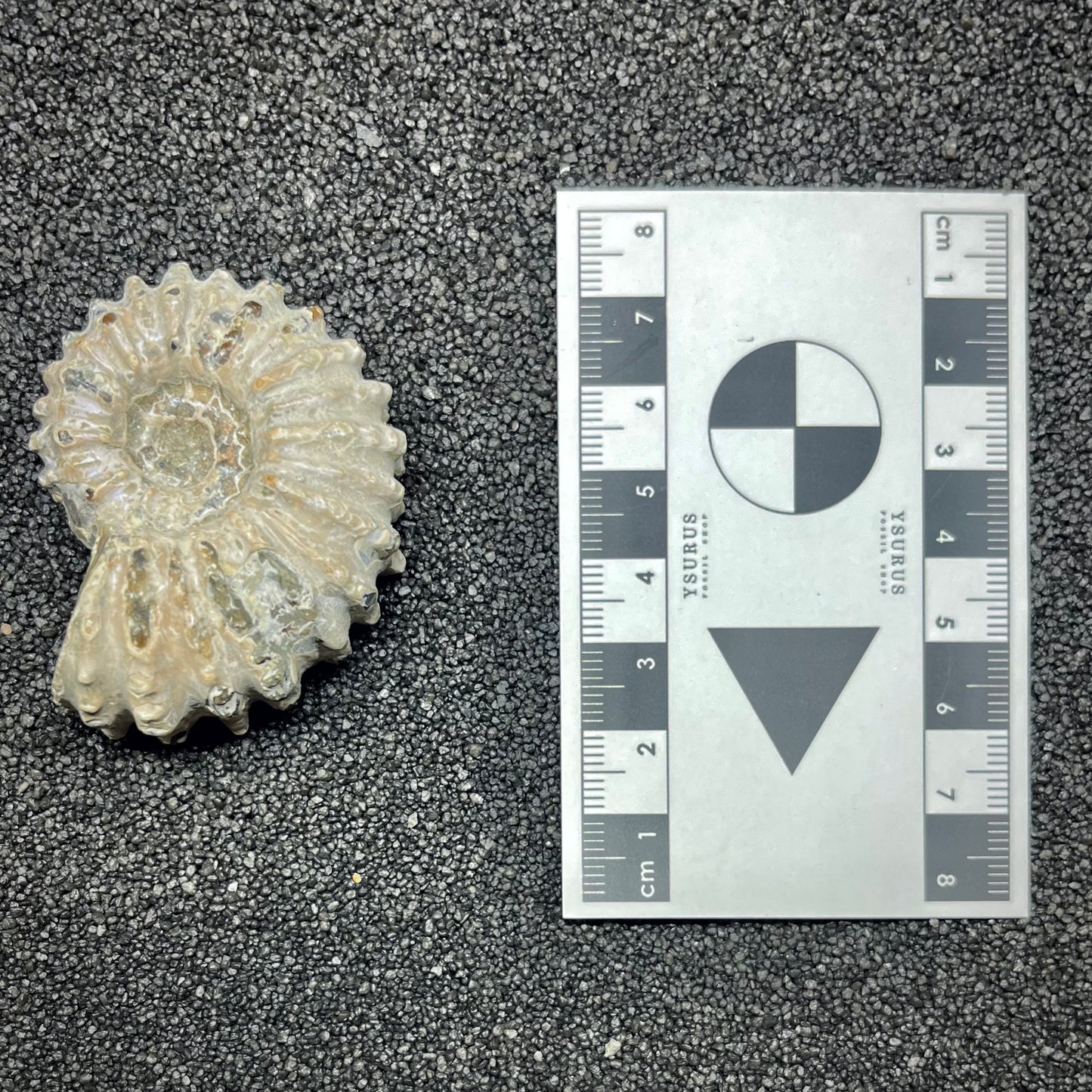 F2967 | Ammonite | Douvilleiceras sp.
