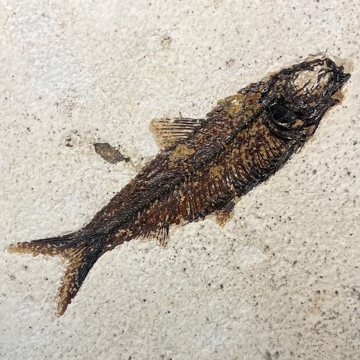 F3074 | Pesce | Knightia eocaena