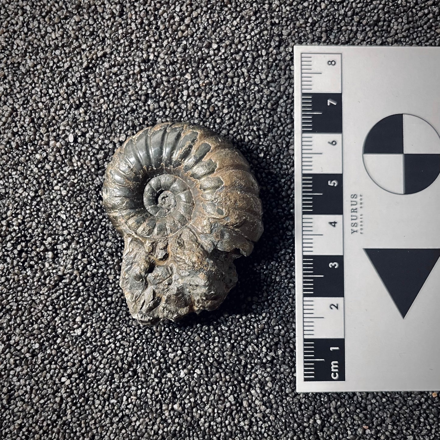 F2555 | Ammonite | Pachylytoceras hircinum