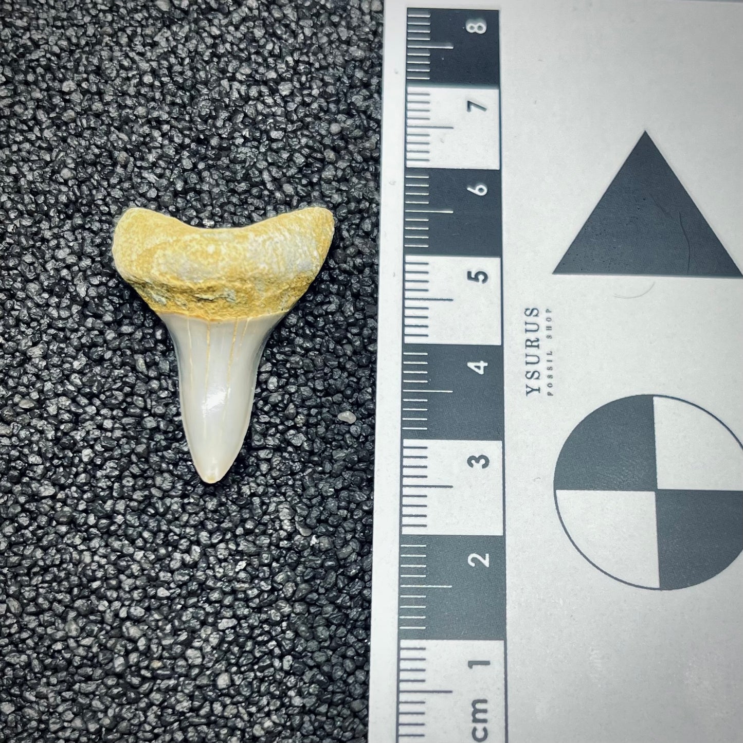 F2743 | Squalo | Carcharodon planus