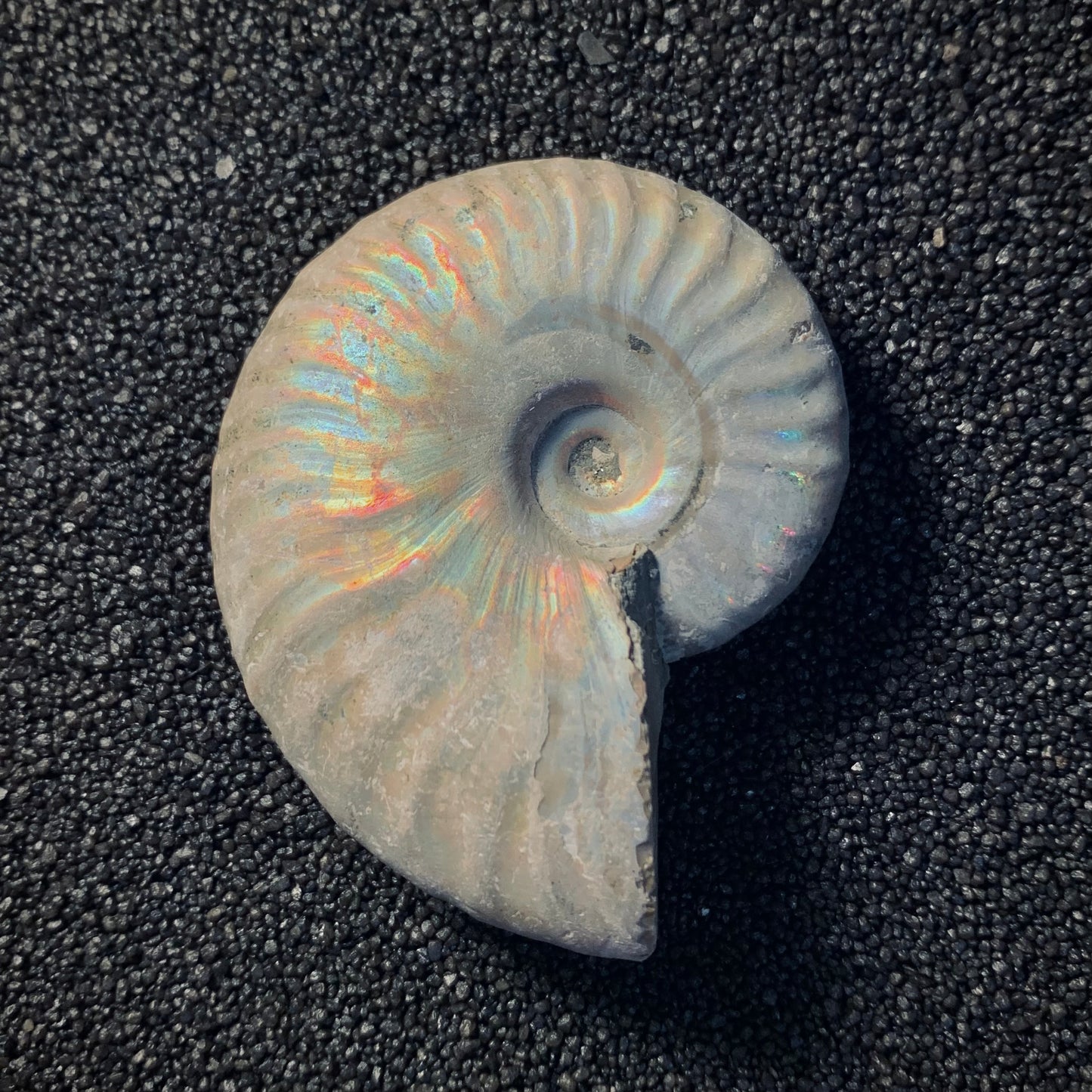 F453 | Ammonite | Cleoniceras sp.