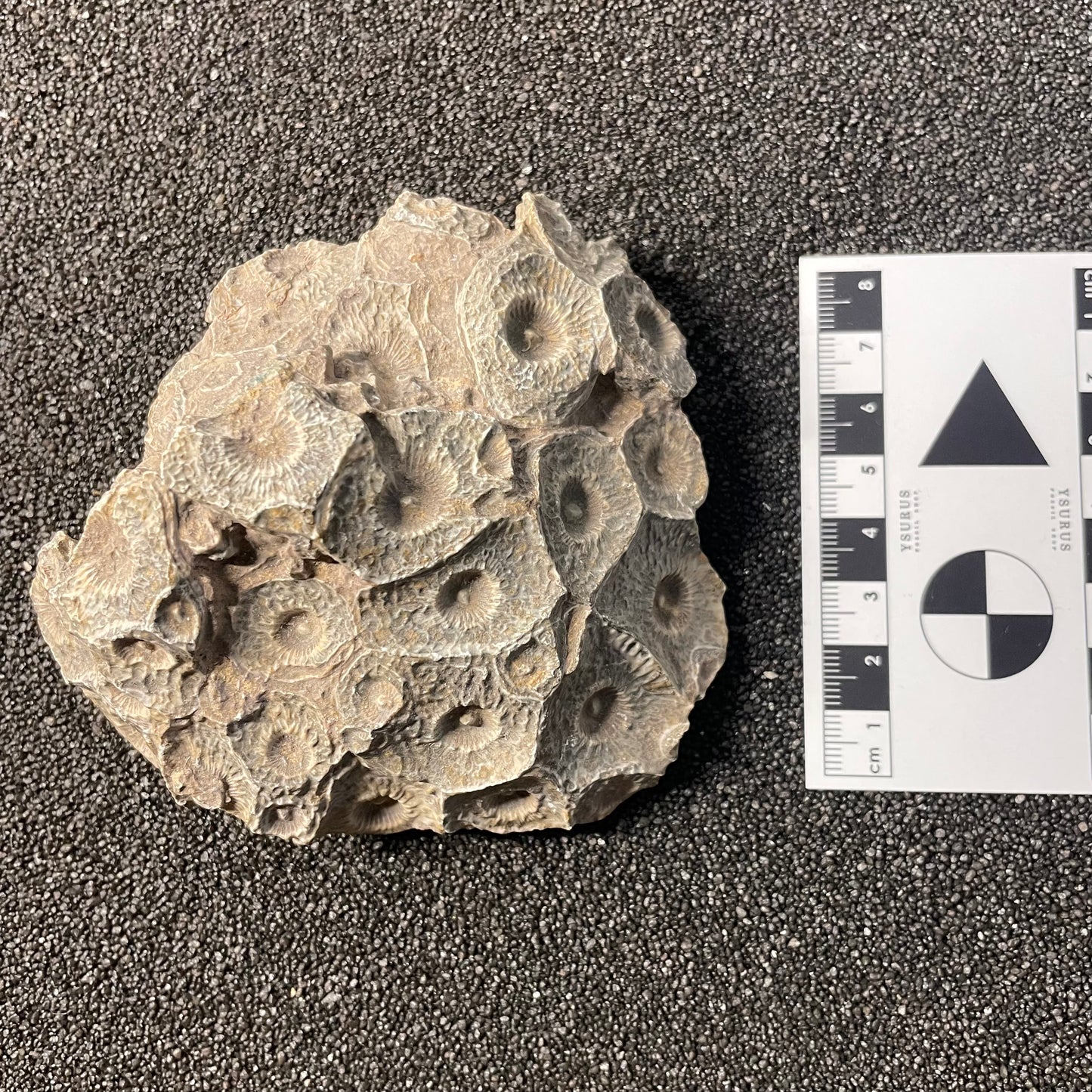 F2472 | Corallo | Hexagonaria sp.