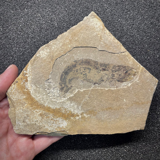 F3055 | Pesce | Scopeloides glarisianus
