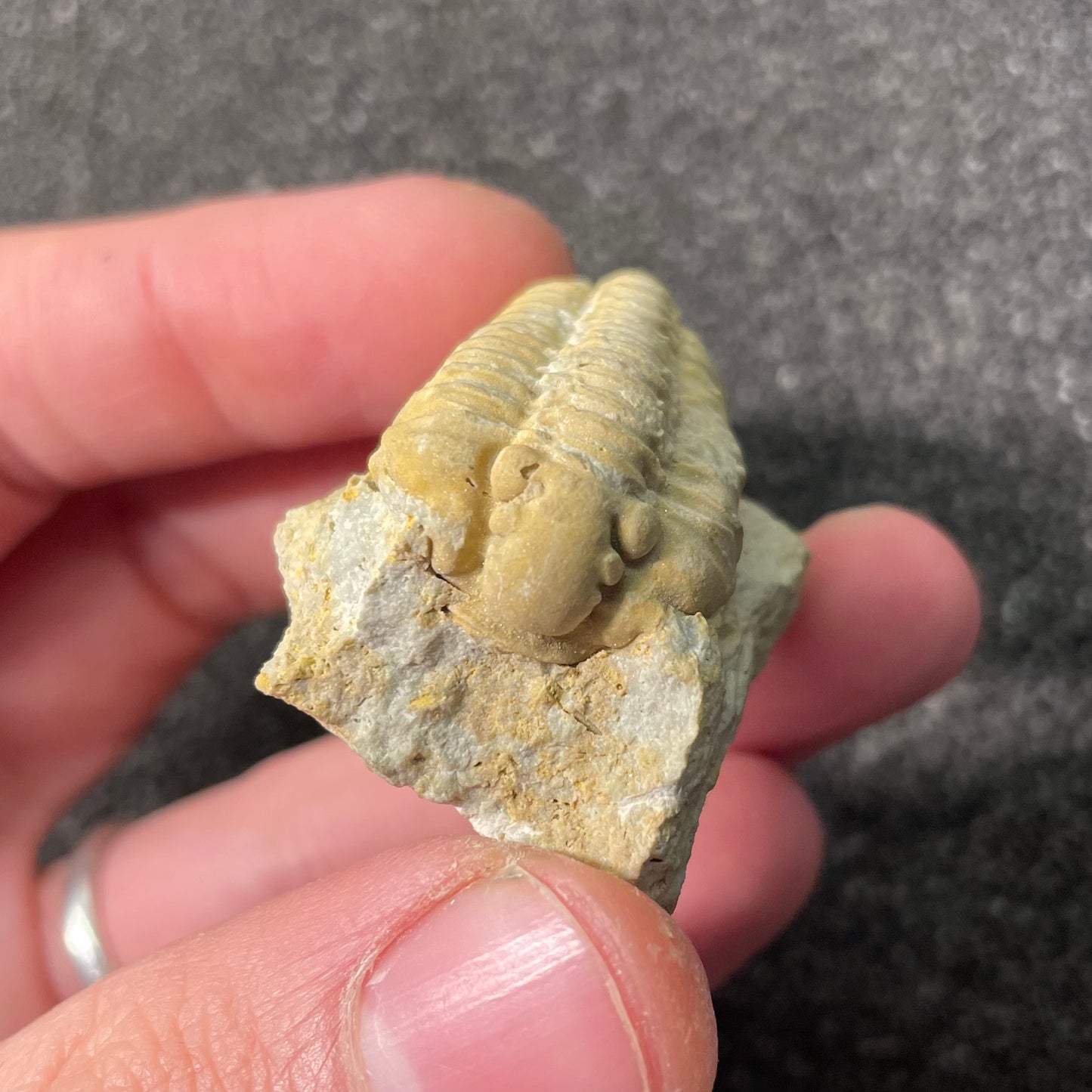 F2590 | Trilobite | Sthenarocalymene celebra