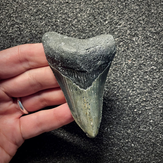 F2139 | Squalo | Otodus megalodon