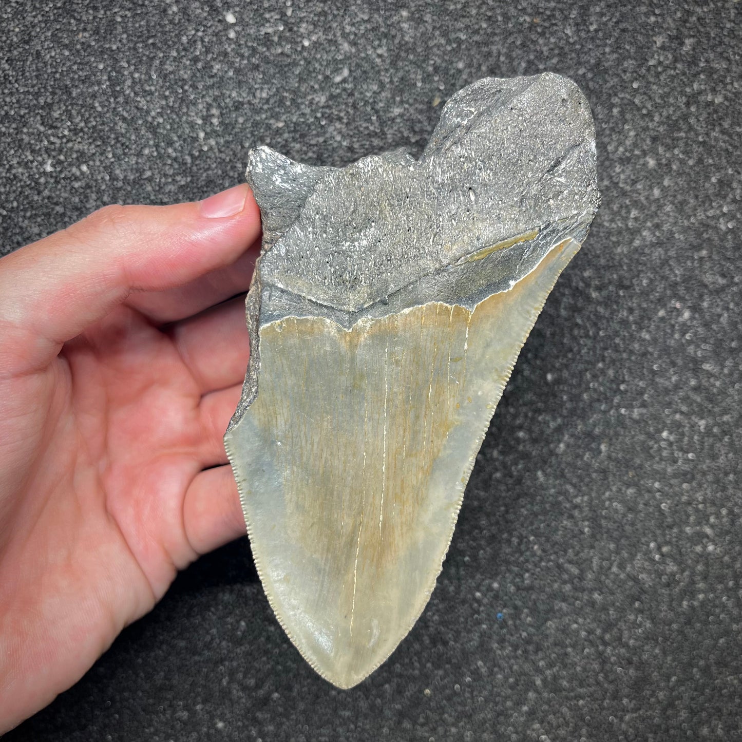 F2918 | Squalo | Otodus megalodon