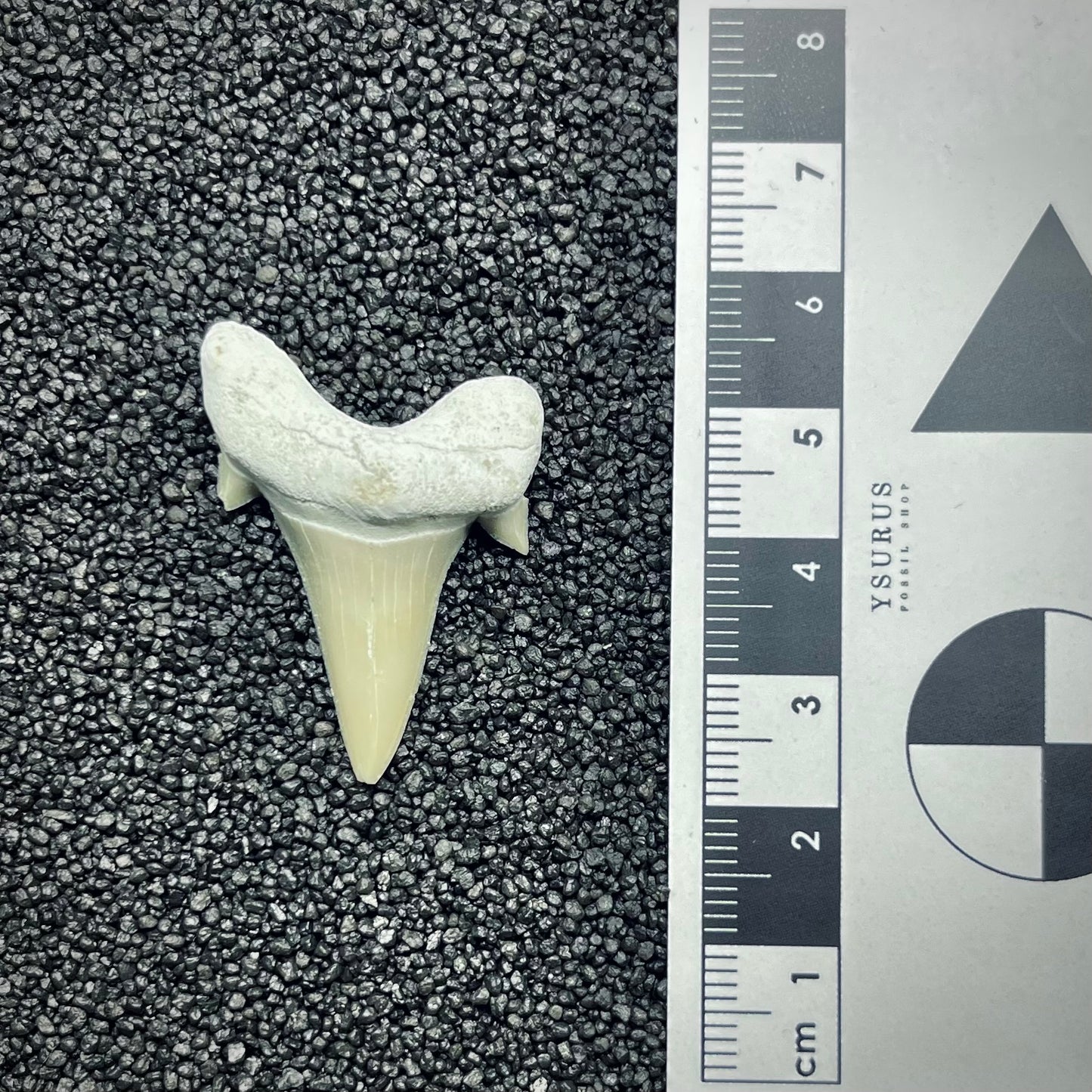 F2749 | Squalo | Otodus obliquus