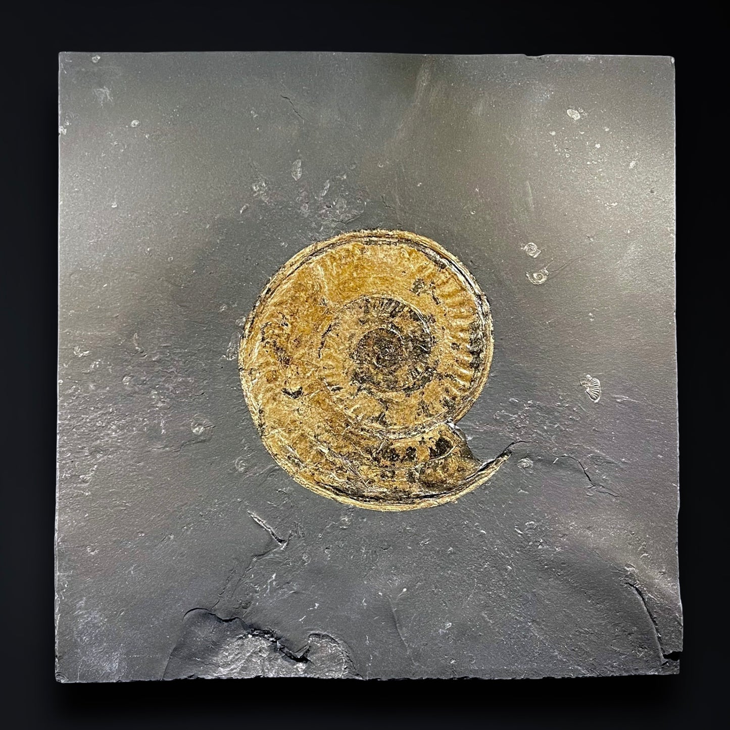 F2787 | Ammonite | Hildoceras sp.