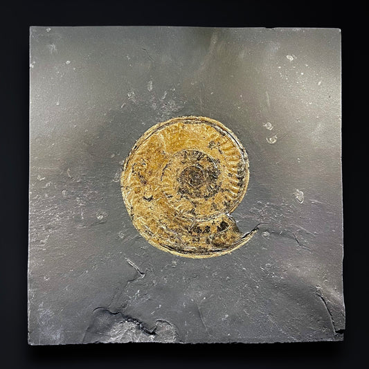 F2787 | Ammonite | Hildoceras sp.