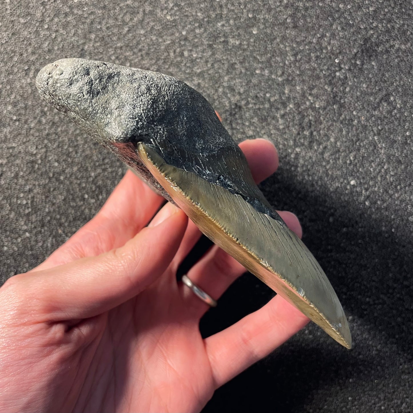 F2359 | Squalo | Otodus megalodon