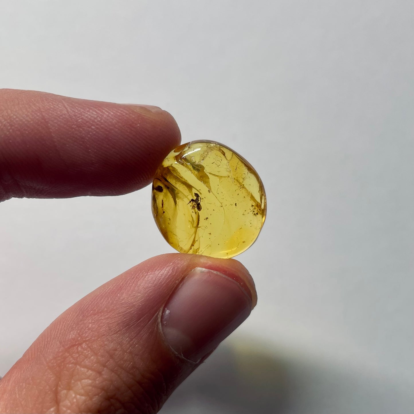 F2084 | Ambra con inclusione | Ctenobethylus goepperti