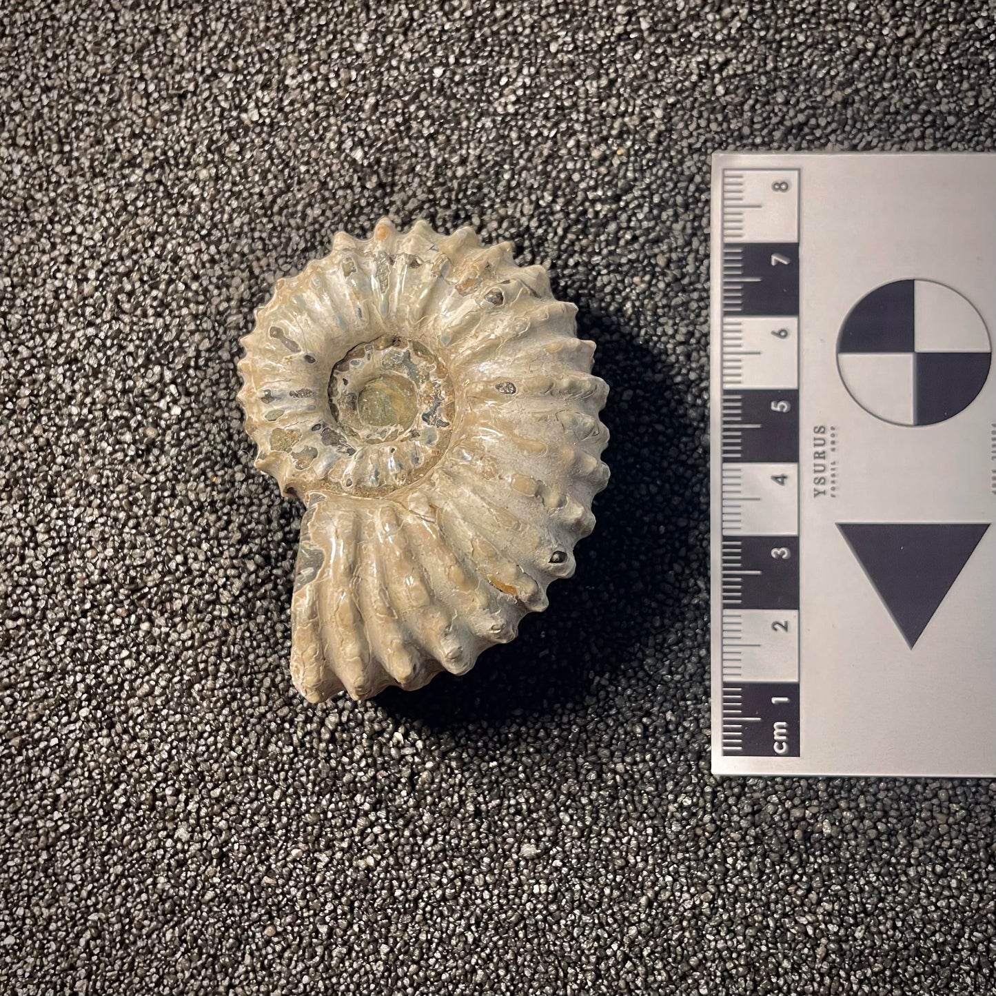 F2159 | Ammonite | Douvilleiceras sp.