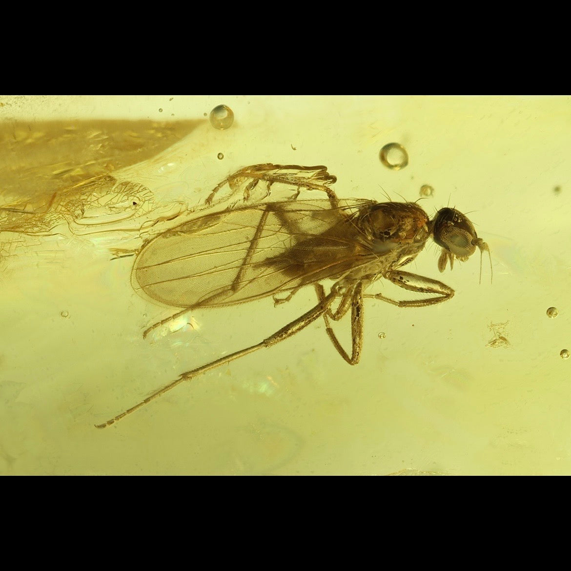 F2853 | Ambra con inclusione | Empididae indet.