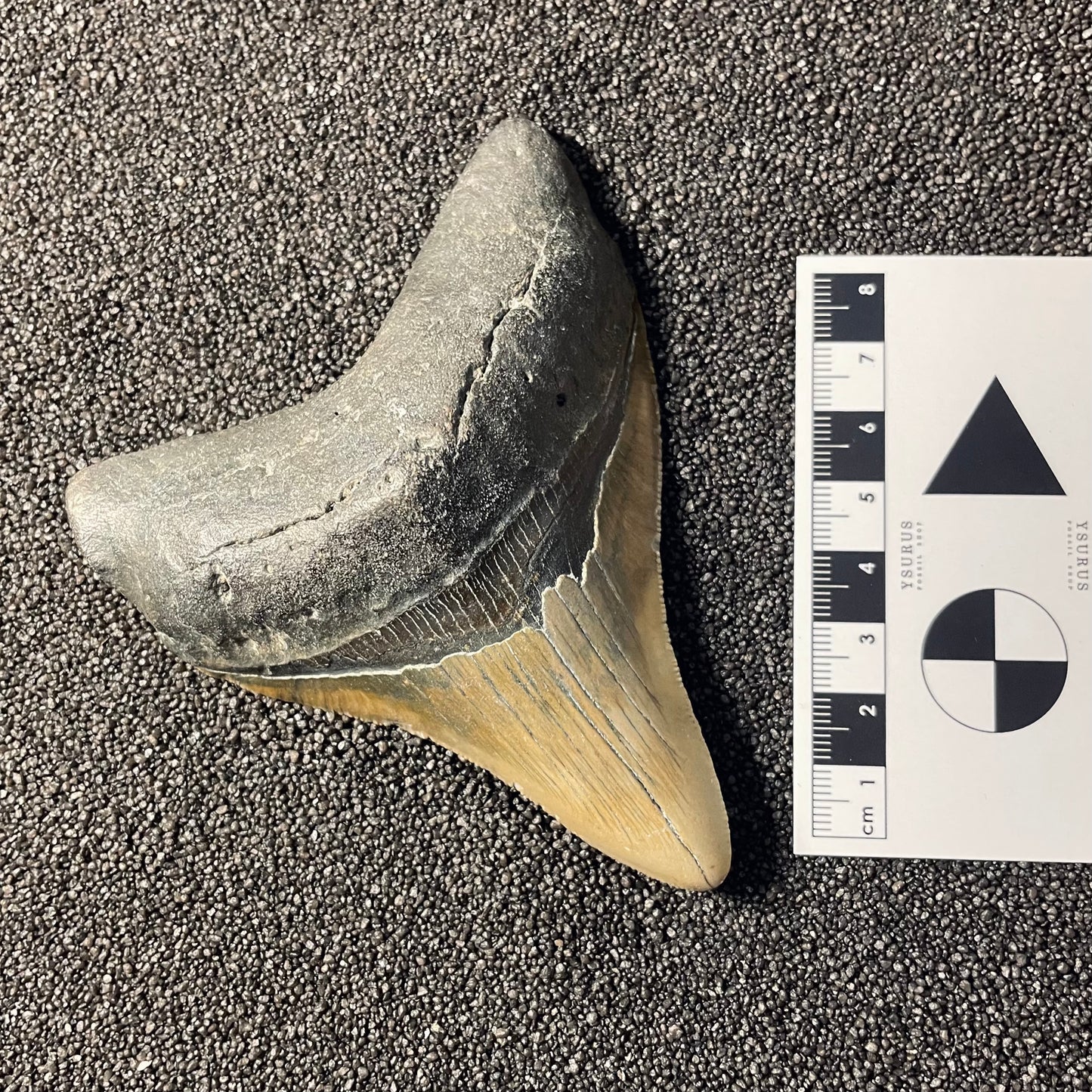 F2361 | Squalo | Otodus megalodon