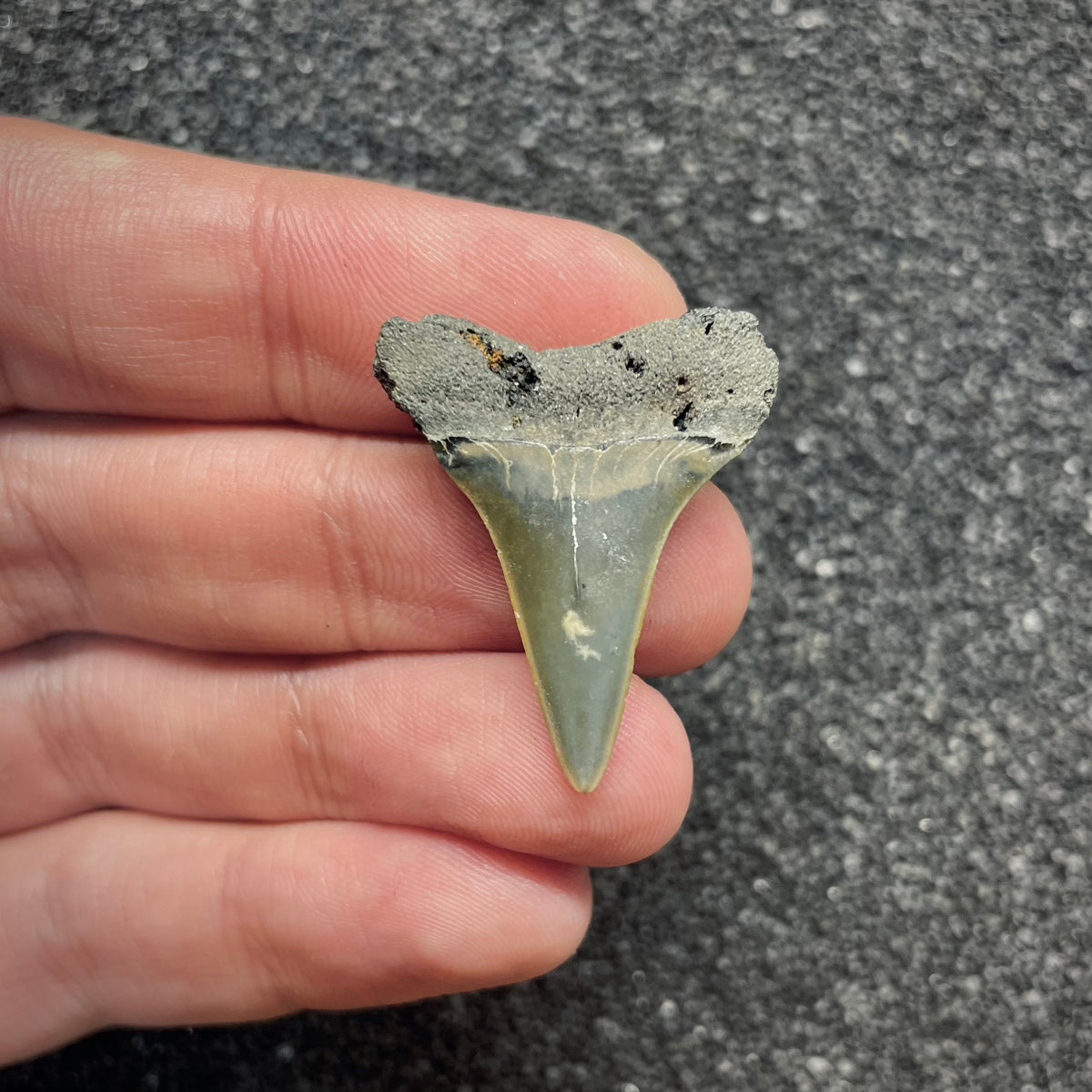 F3046 | Squalo |  Carcharodon hastalis