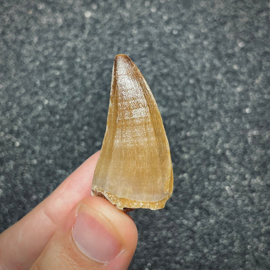 F2696 | Mosasauro | Mosasauridae indet.