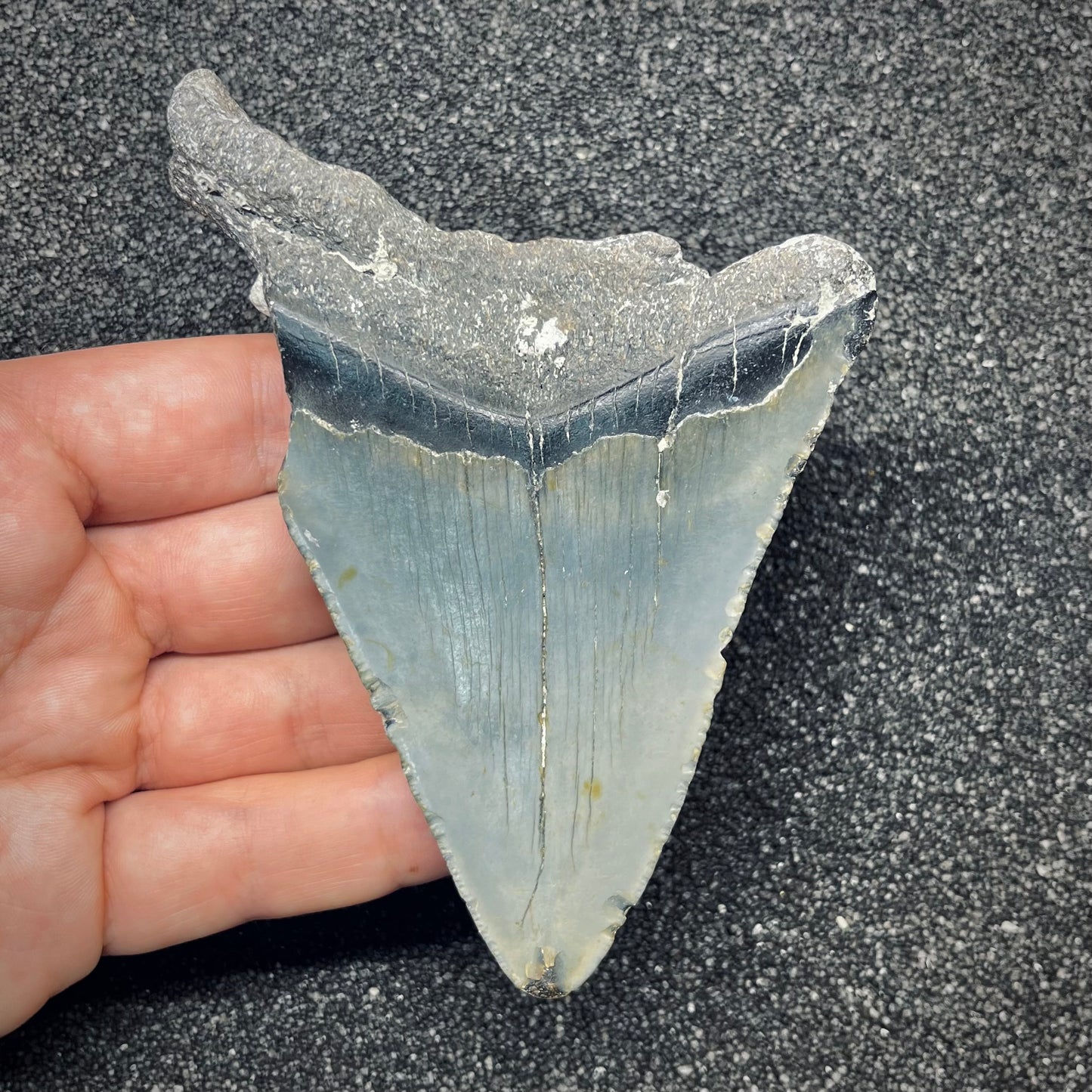 F2772 | Squalo | Otodus megalodon