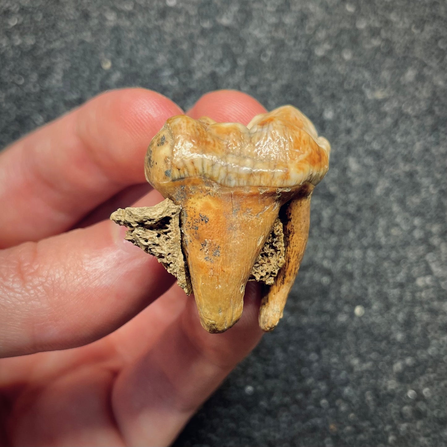 F2663 | Orso | Ursus spelaeus