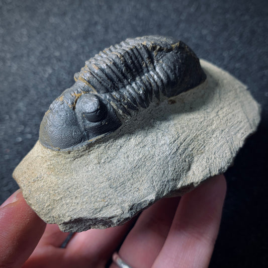 F501 | Trilobite | Paralejurus spatuliforumis