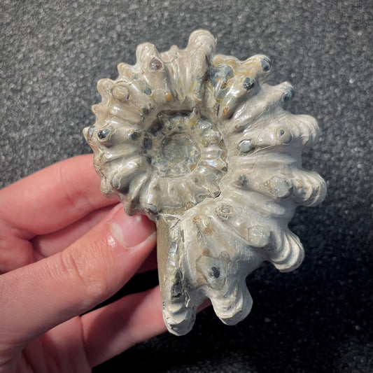 F2158 | Ammonite | Douvilleiceras sp.