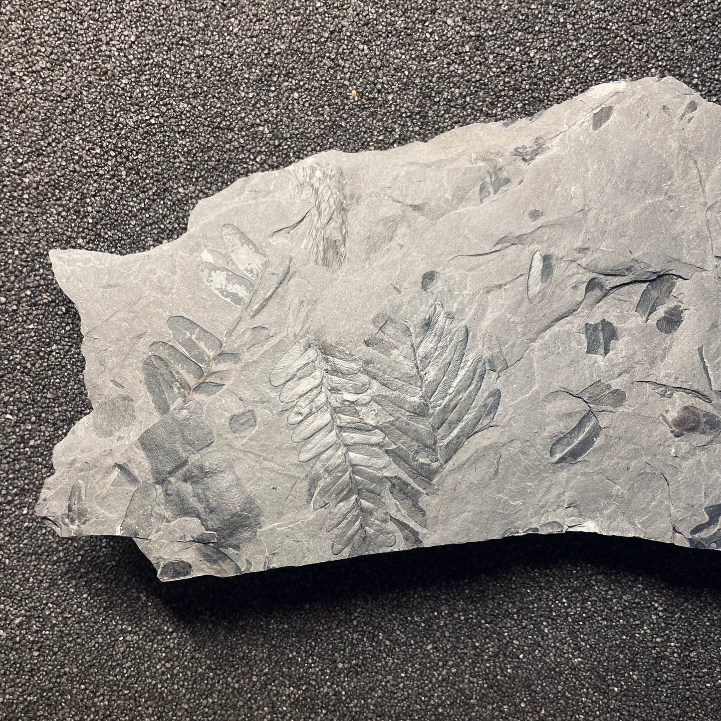 F2479 | Pianta | Neuropteris sp.