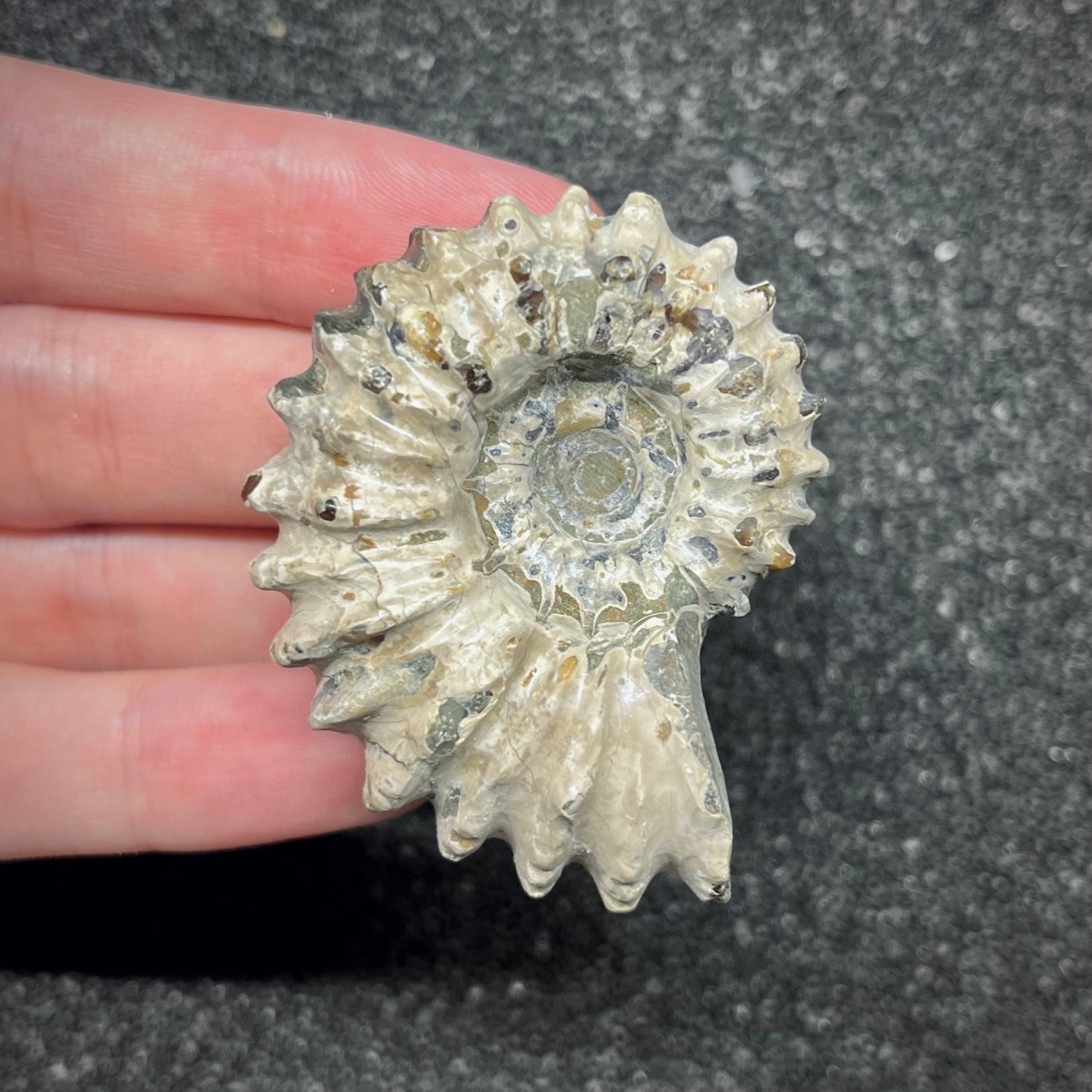 F2964 | Ammonite | Douvilleiceras sp.
