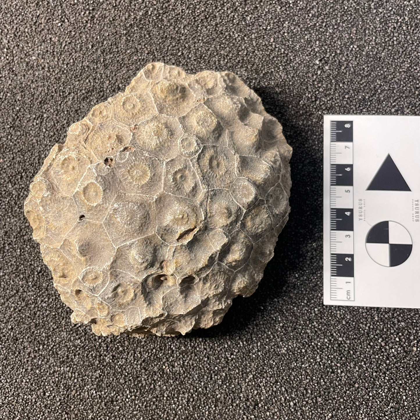 F2474 | Corallo | Hexagonaria sp.