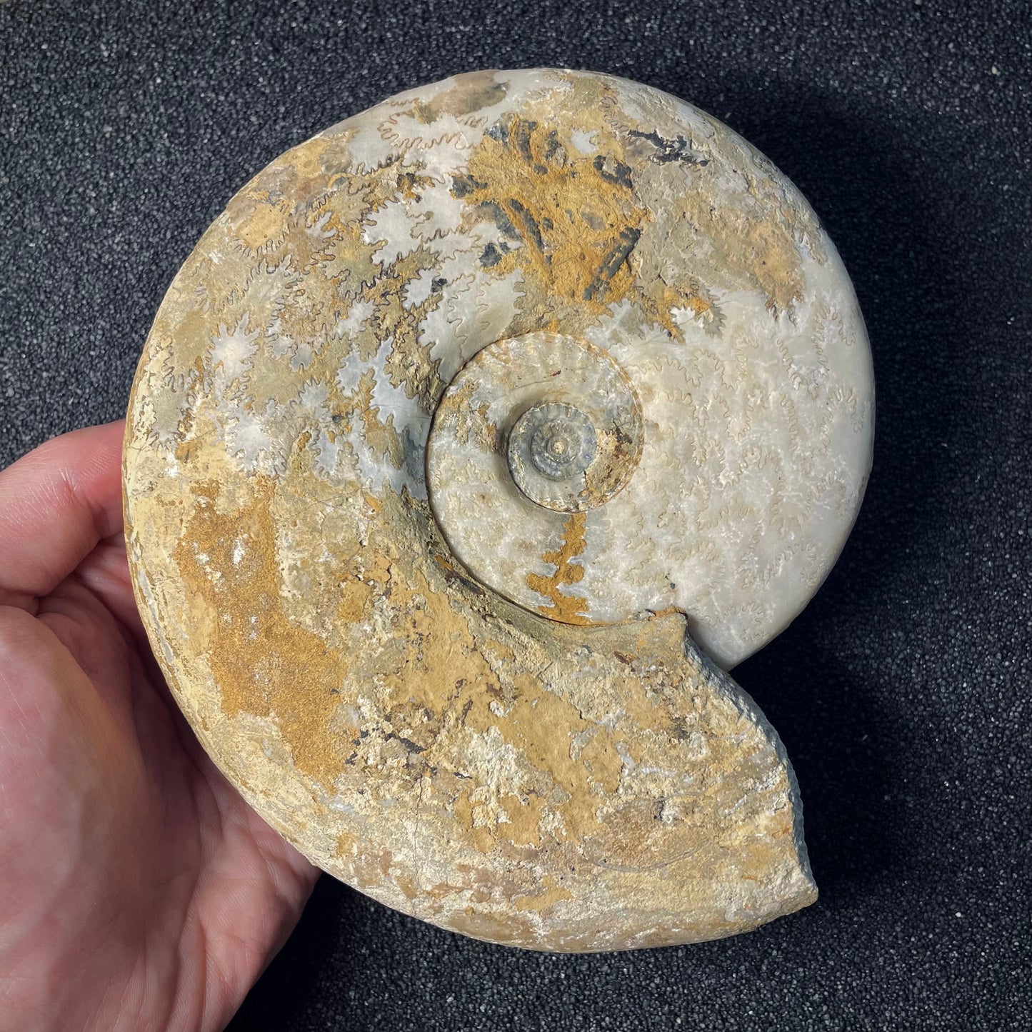 F1971 | Ammonite | Harpoceras falcifer