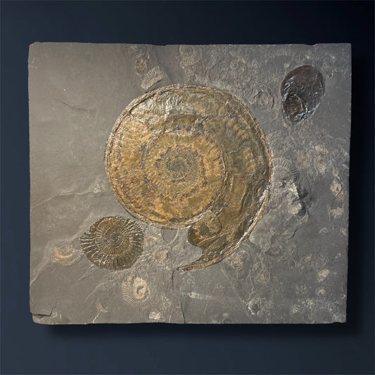 F2504 | Ammonite | Hildoceras sp. & Dactylioceras commune