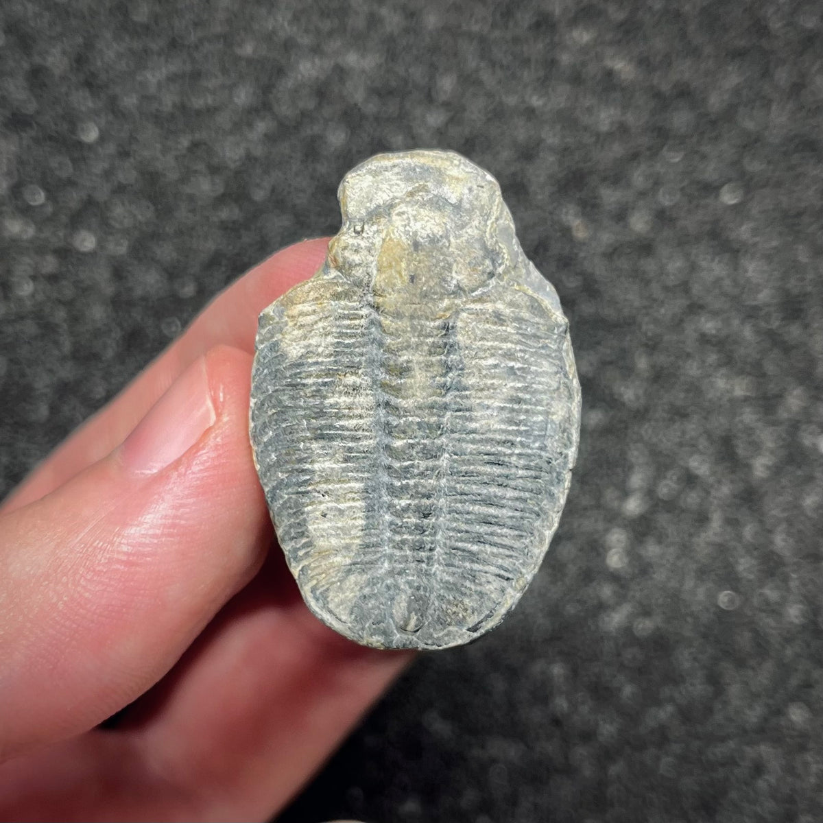 F3015 | Trilobite | Elrathia kingii