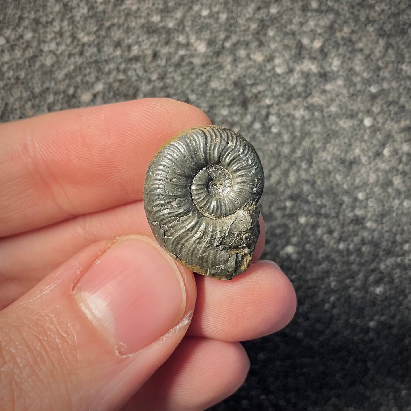 F2175 | Ammonite | Graphoceratidae indet.