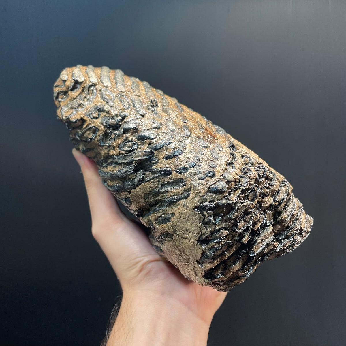 F3078 | Mammut | Mammuthus sp.
