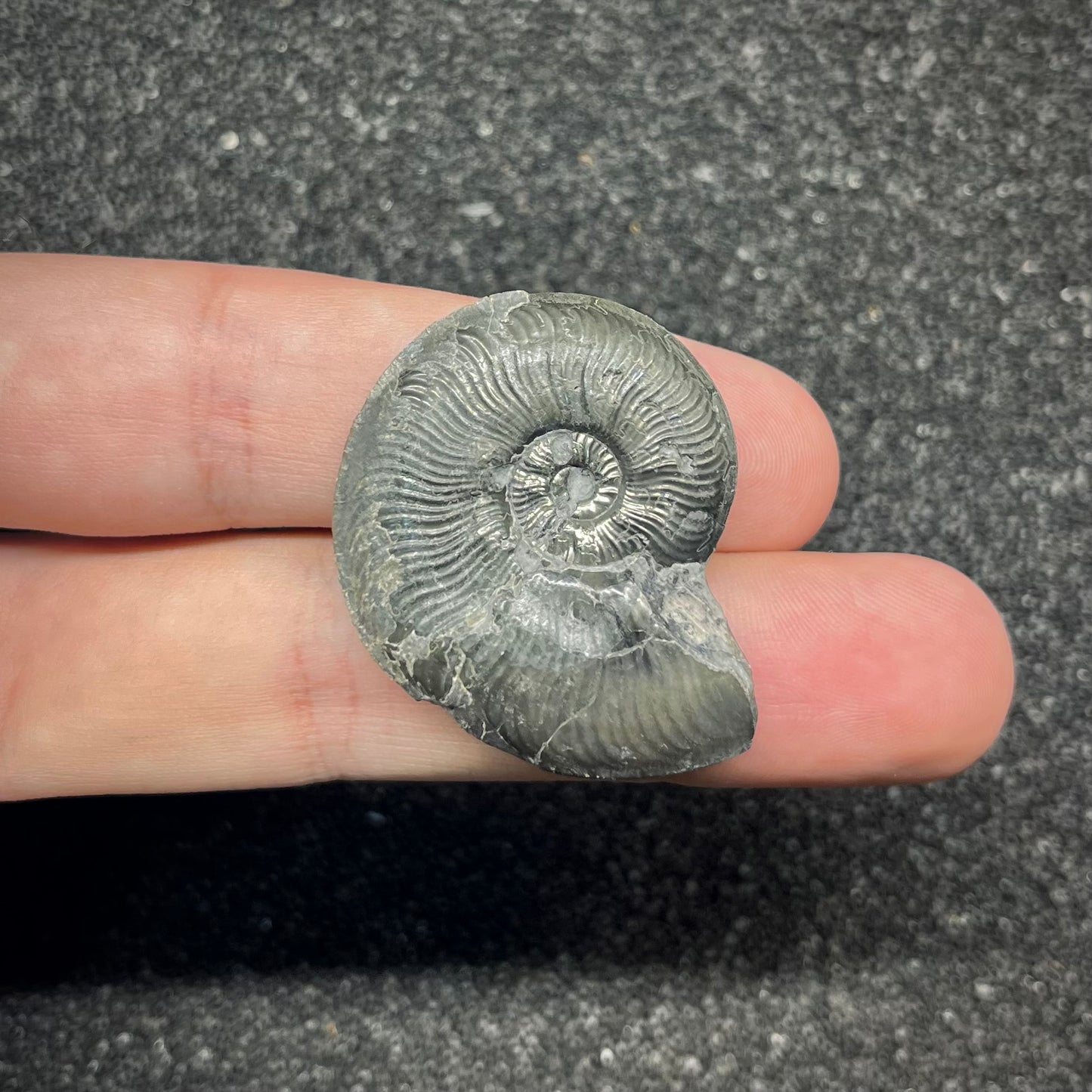 F2888 | Ammonite | Graphoceratidae indet.