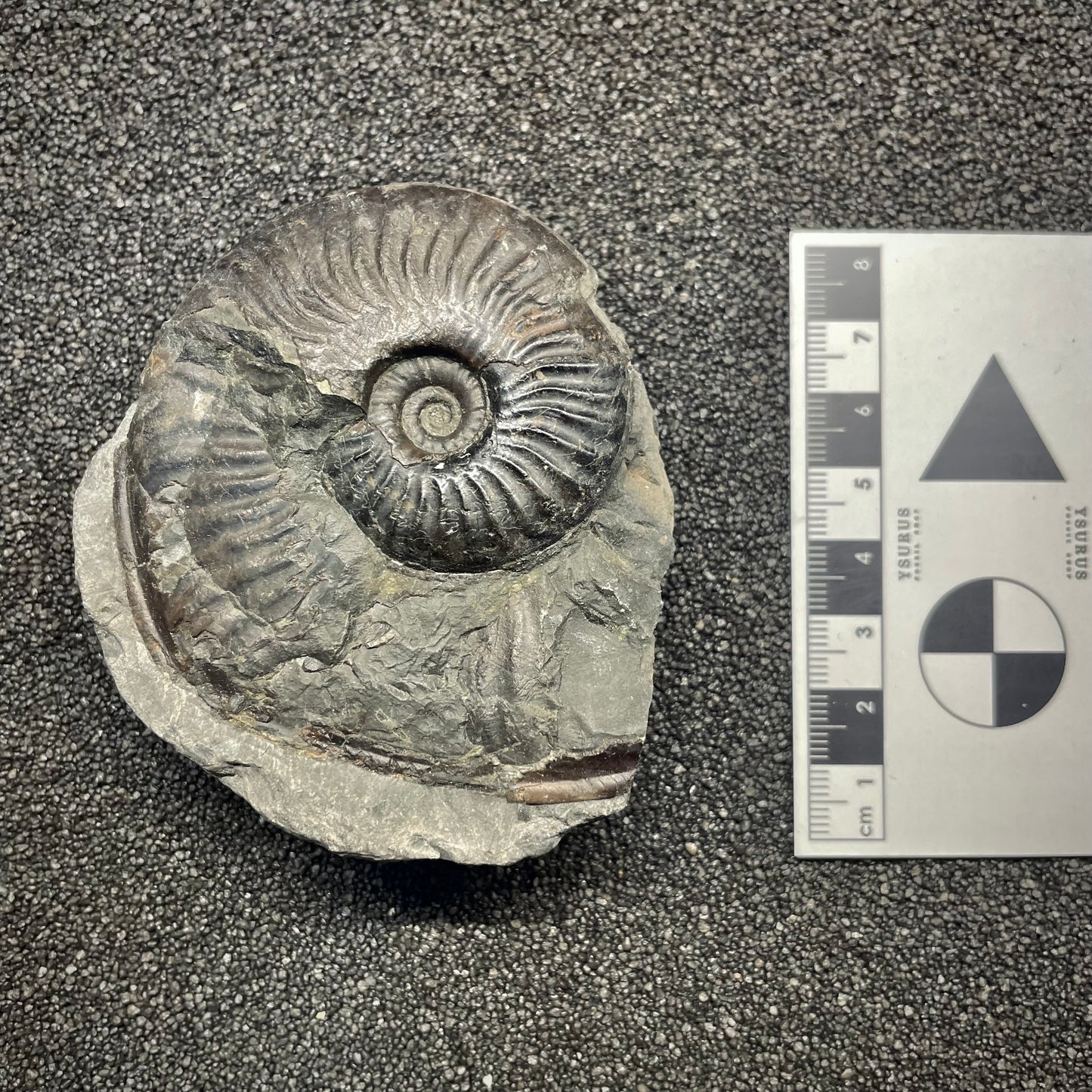 F2816 | Ammonite | Harpoceras sp.