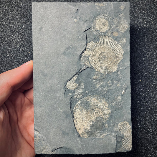 FNP20 | Fossile da preparare | Ammonite | Dactylioceras commune & Harpoceras falcifer