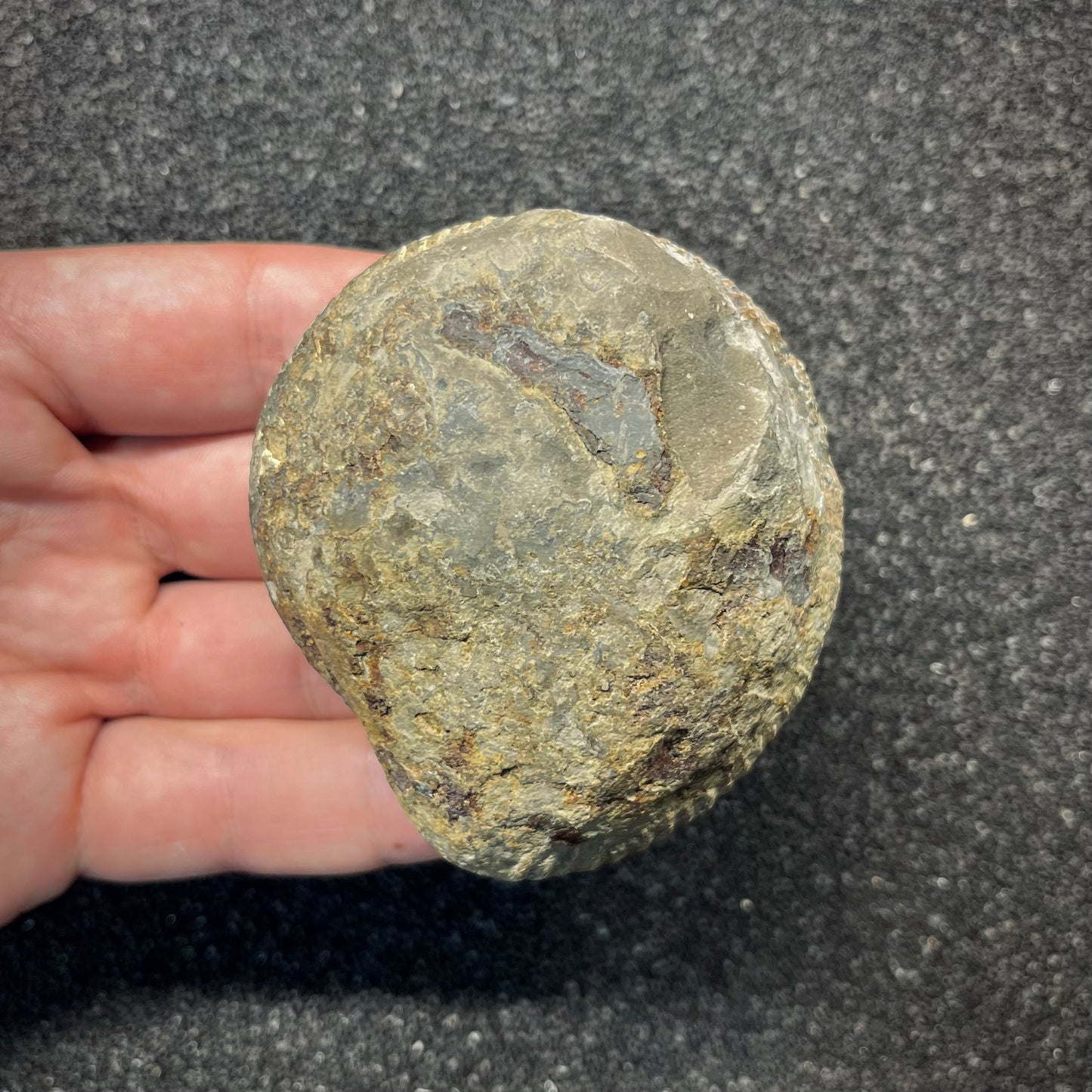 FNP24 | Fossile da preparare | Ammonite | Dactylioceratidae indet.
