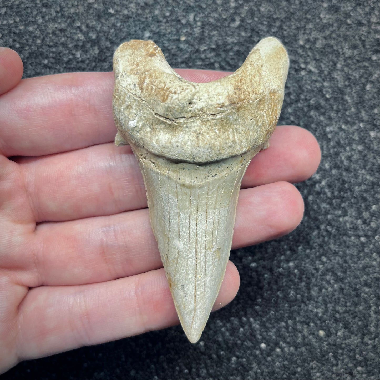 F2762 | Squalo | Otodus obliquus
