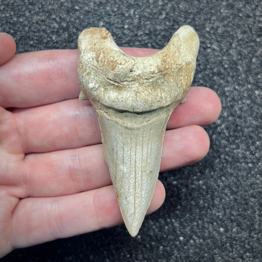 F2762 | Squalo | Otodus obliquus