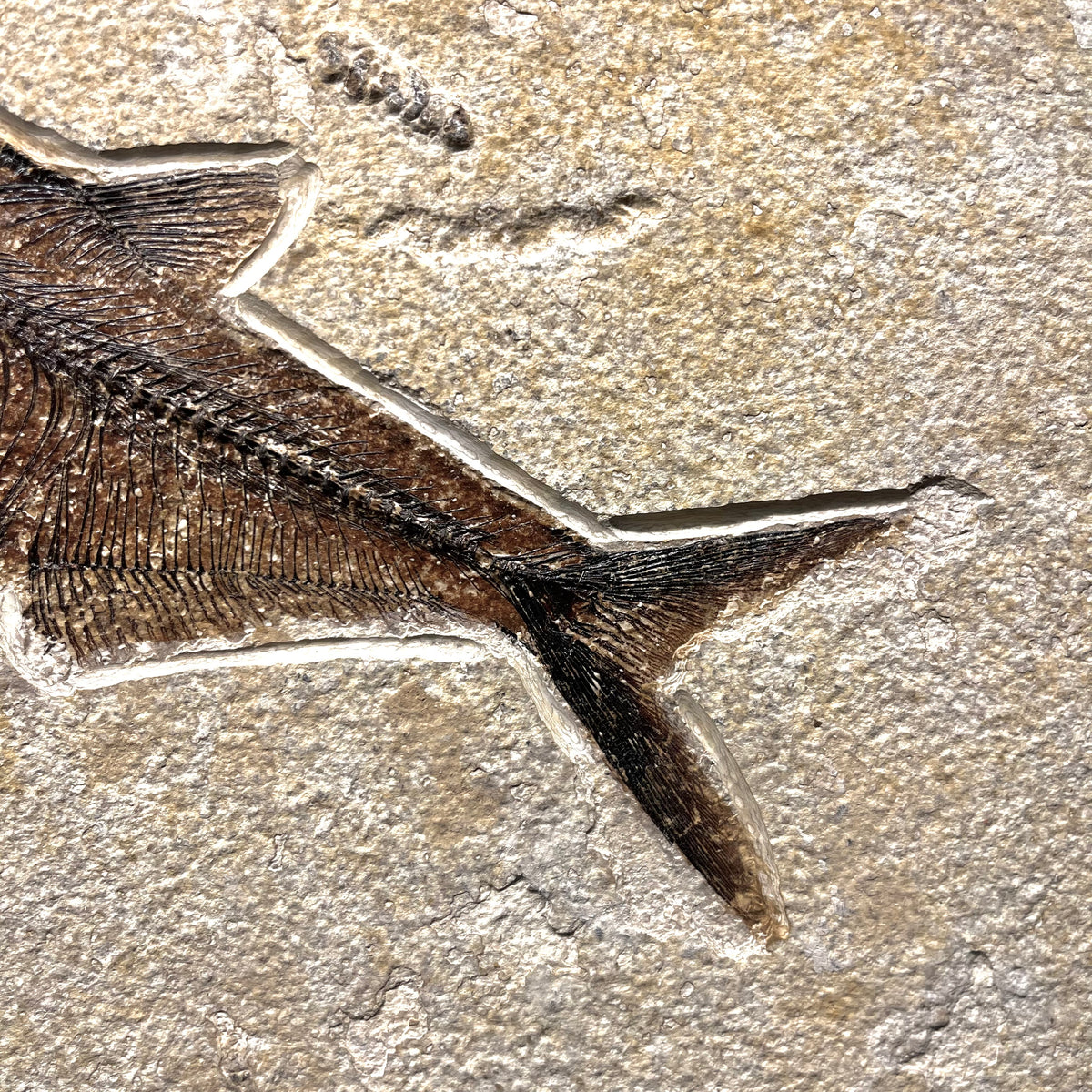 F3066 | Pesce | Diplomystus dentatus