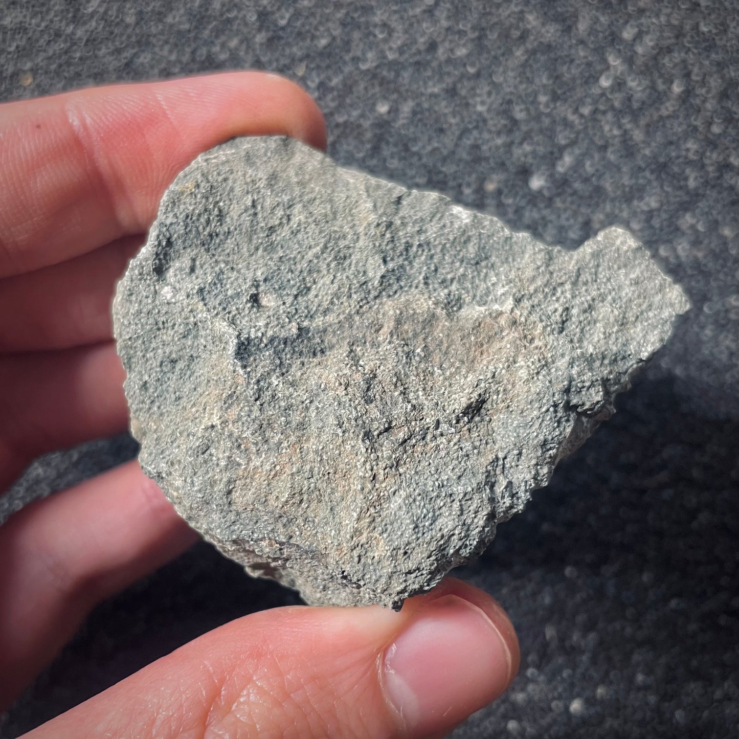 F2574 | Ammonite | Graphoceratidae indet.