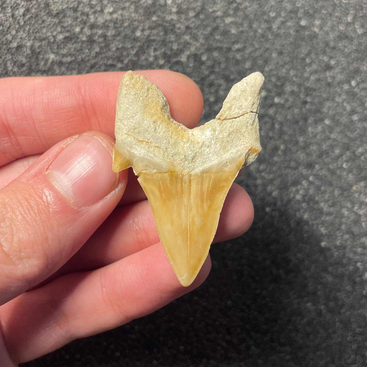 F2211 | Squalo | Otodus obliquus