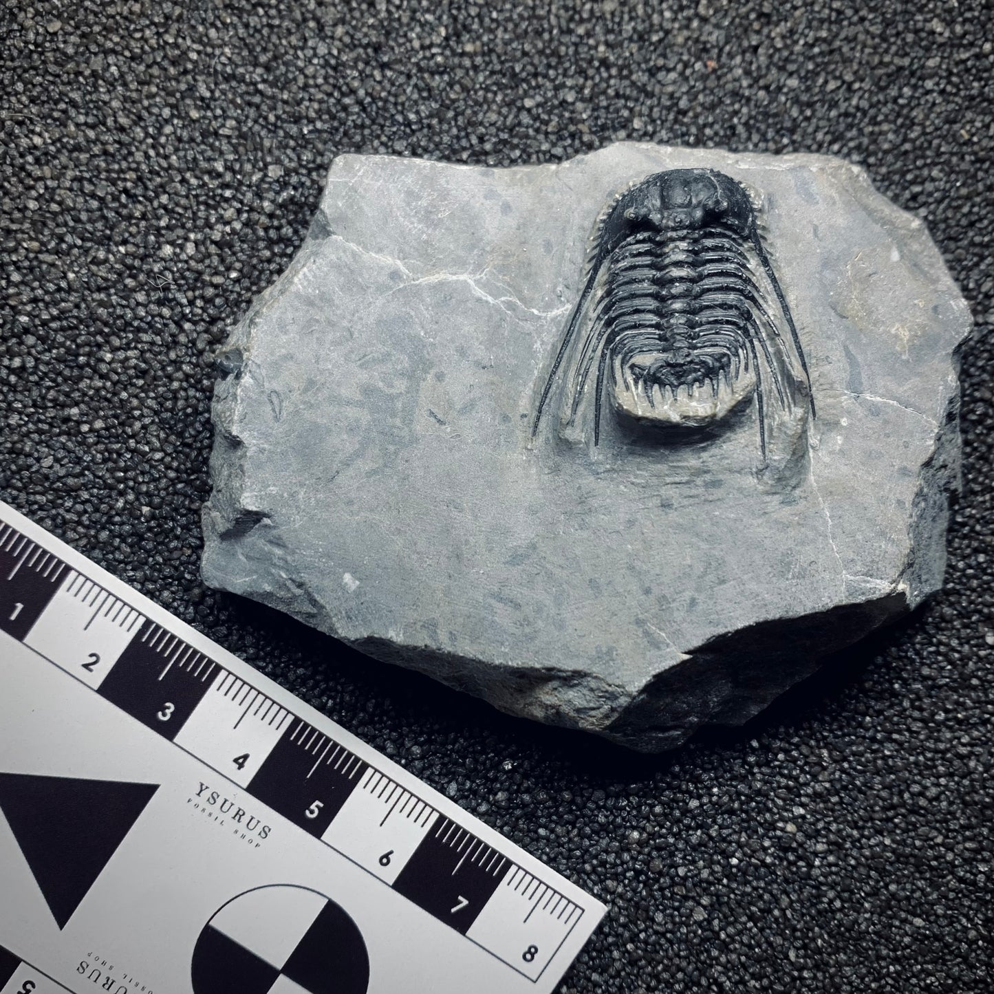 F792 | Trilobite | Leonaspis sp.