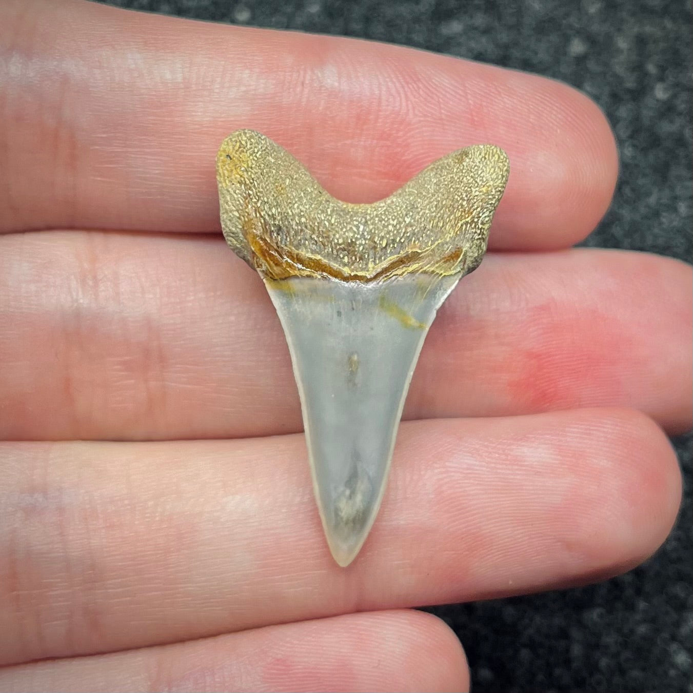 F2745 | Squalo | Carcharodon planus