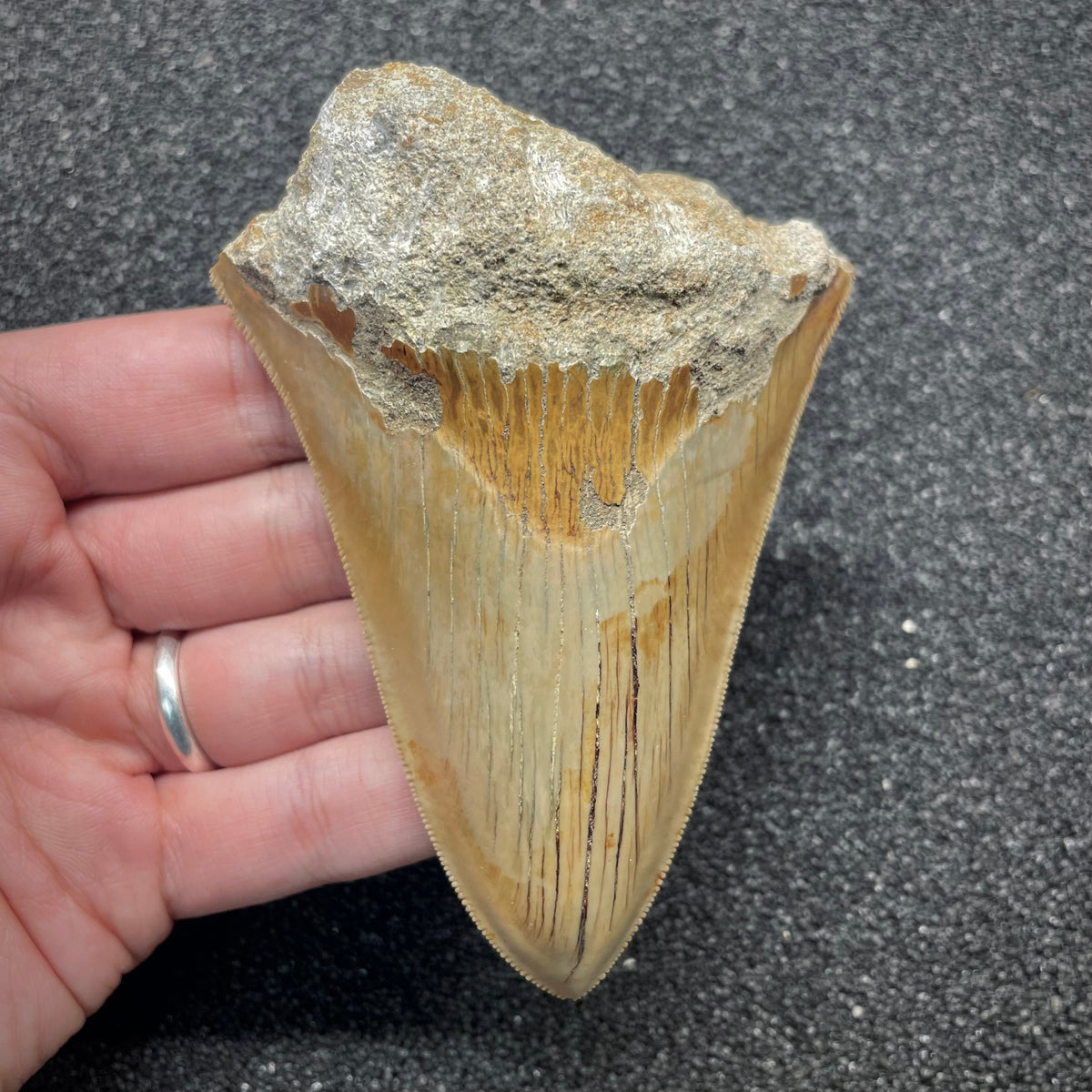F3047 | Squalo | Otodus megalodon