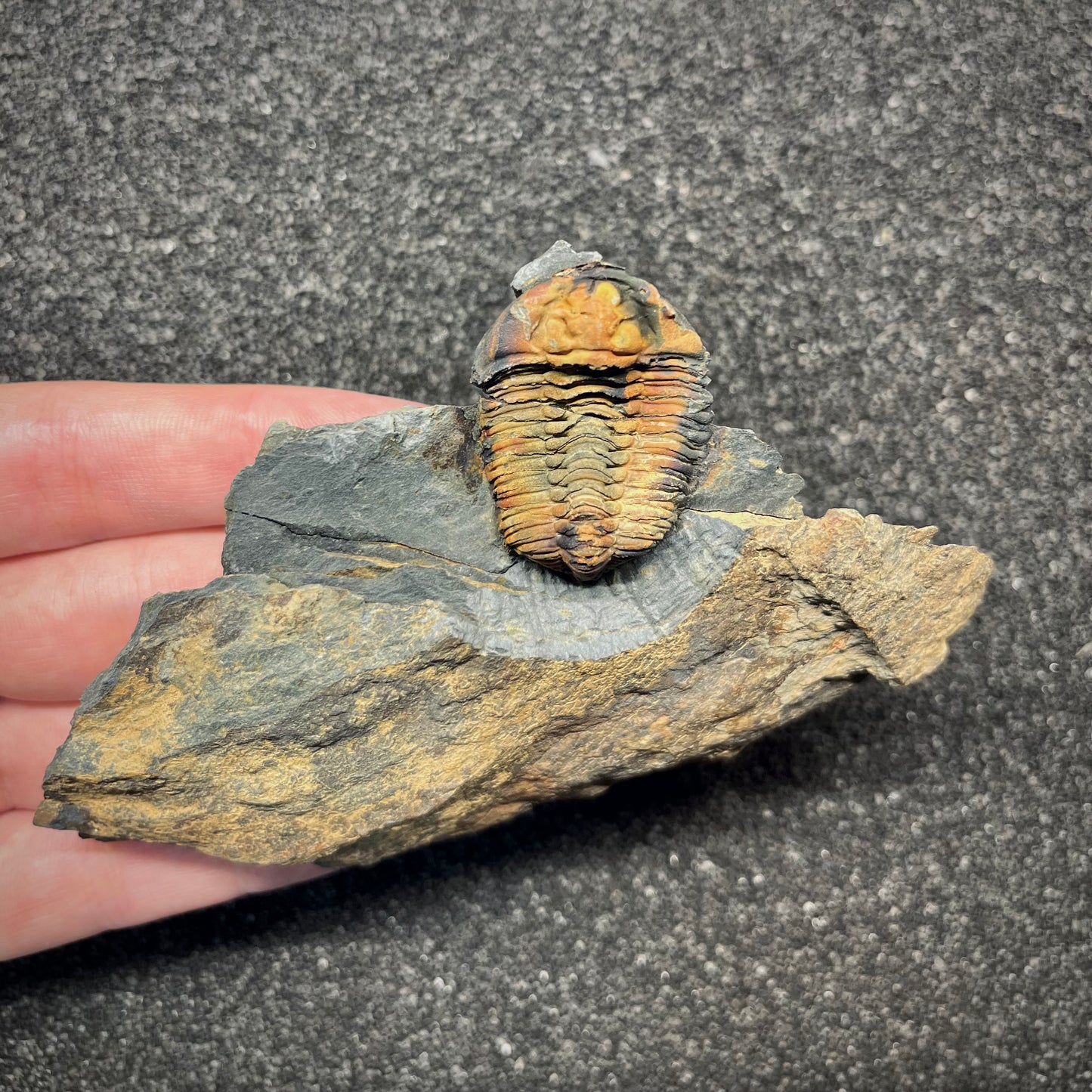 F2940 | Trilobite | Prionocheilus mendax