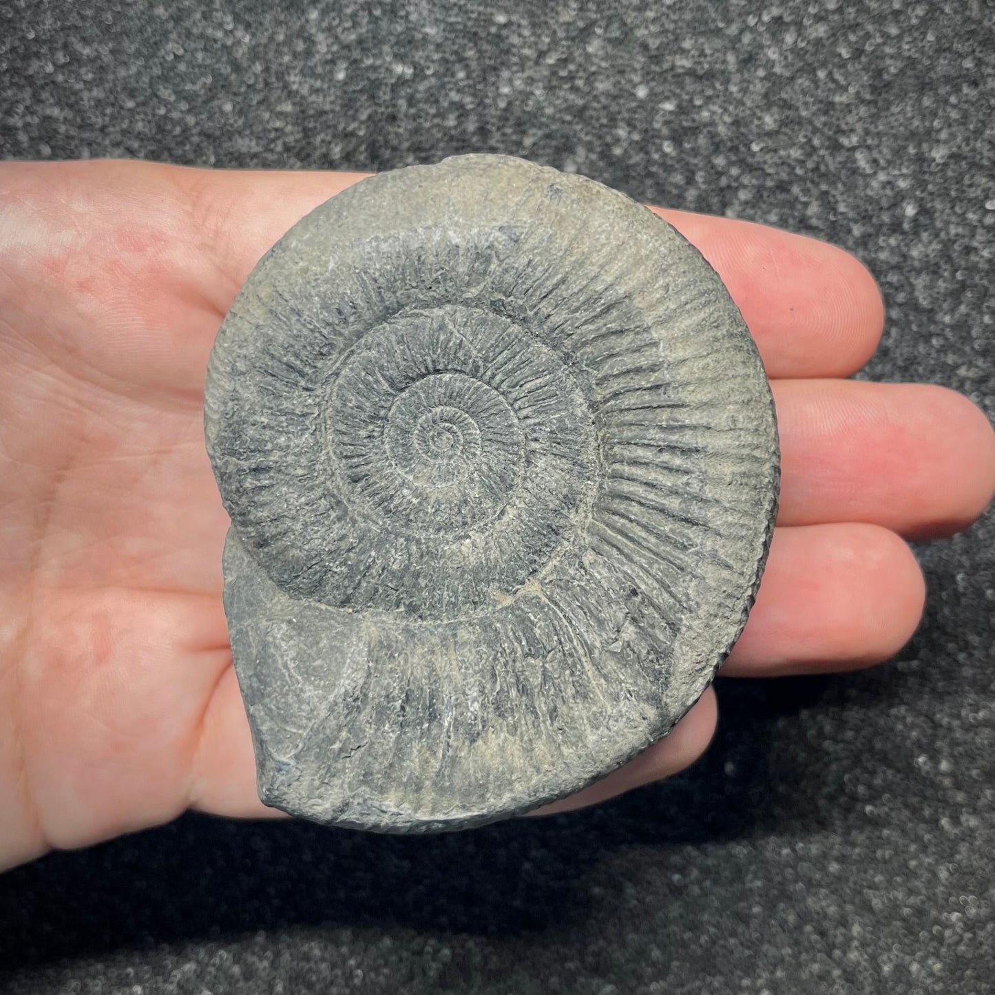 F2910 | Ammonite | Perisphinctidae indet.