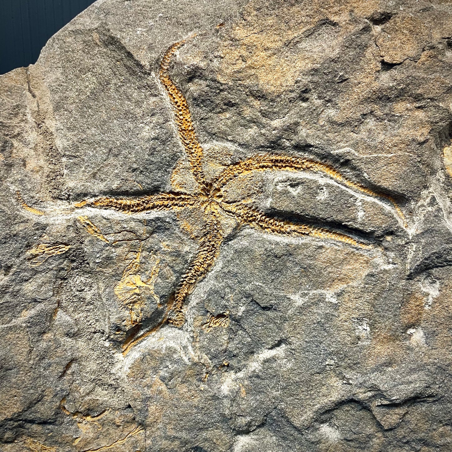 F2803 | Stella marina | Ophiuridae indet.