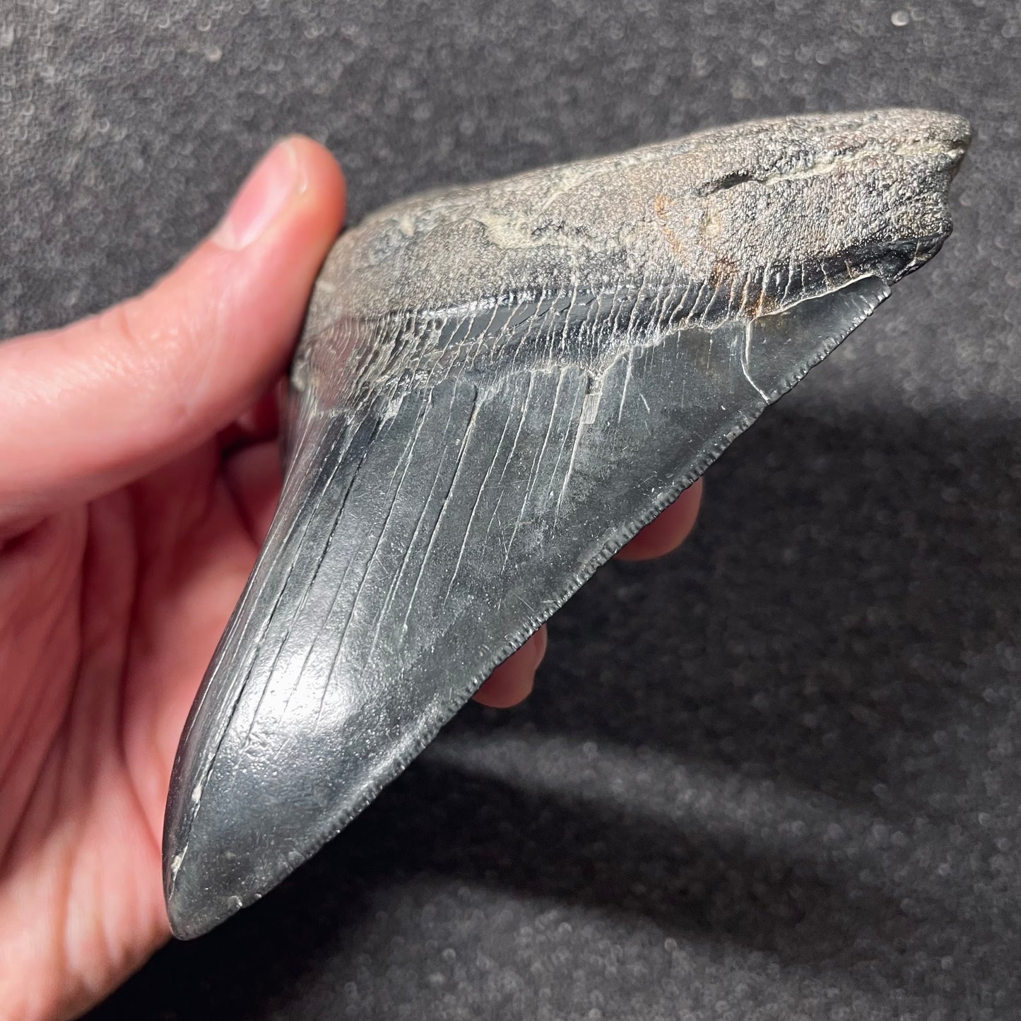 F2436 | Squalo | Otodus megalodon