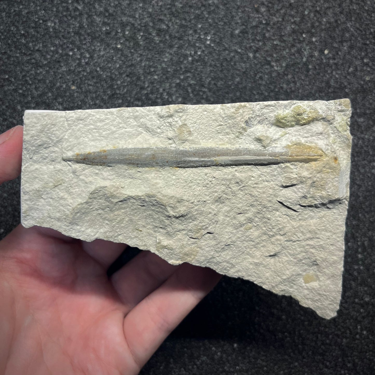 F2957 | Belemnite | Belemnoidea indet.