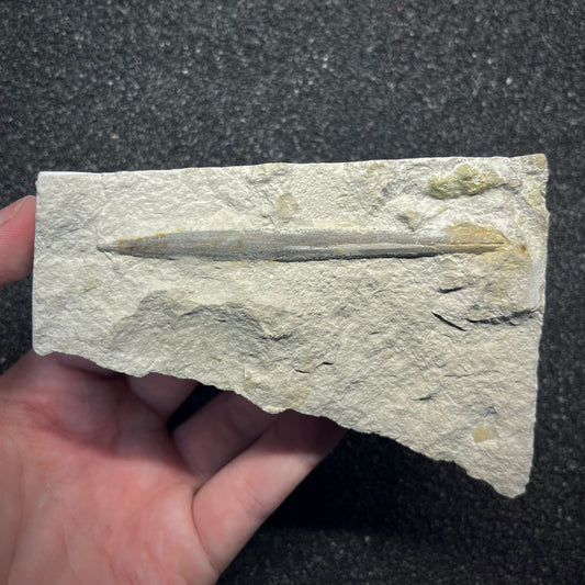 F2957 | Belemnite | Belemnoidea indet.